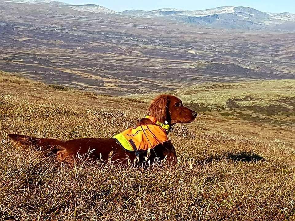 Snohetta Camping Hjerkinn Exteriér fotografie